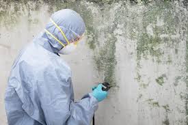 Best Attic Mold Removal in Raoul, GA